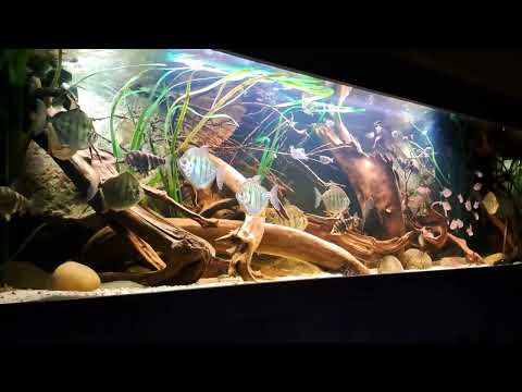 Amazon biotope aquarium