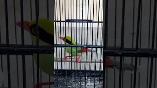 Download lagu burung jovn gacor | ekek keling gacor mp3