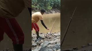 Download lagu mancing ikan baung di sungai Kalimantan timur mp3 Download lagu mancing ikan baung di sungai Kalimantan timur mp3