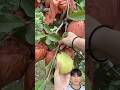 Cutting Guava At The Farm Fruit Fruitcutting Satisfying Farming
