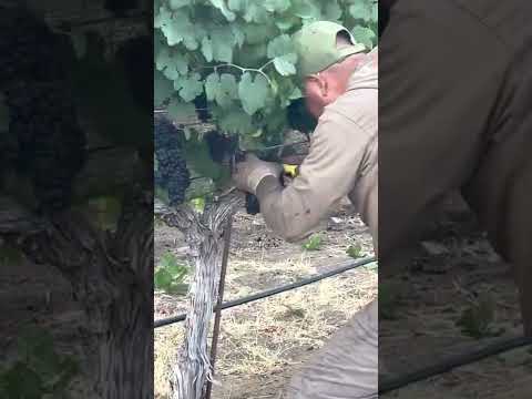 Amaneciendo en la pisca en el valle de Napa CA 2022