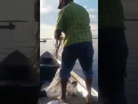 PESCARIA DE JARAQUI NO RIO TEFÉ NO AMAZONAS . VOVÔ MANJA DAS COISAS