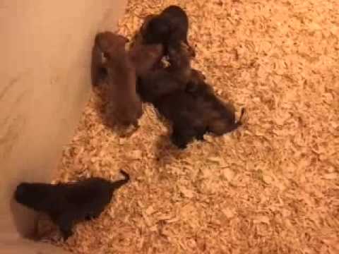 Legends Kennels Hondo and Jacare pups 6-20-13