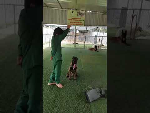 HUẤN LUYỆN CHÓ BECGIE LÀM THEO LỆNH