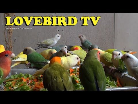 Peach-Faced Lovebirds Aviary - October 2022