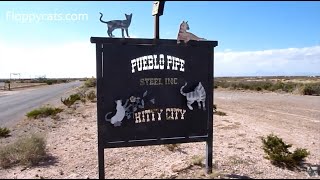 preview picture of video 'Cat Rescue Alamogordo New Mexico Kitty City New Mexico in Southern New Mexico - Floppycats'