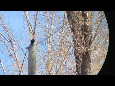 Long Point Fish Crow