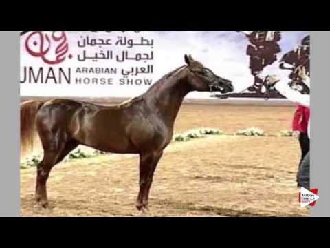 N.231 HALEEM AL ZOBAIR - Ajman 2016 - Stallions 4 years old (Class 10)