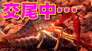 ザリガニ 交尾 Watch Hd Mp4 Videos Download Free