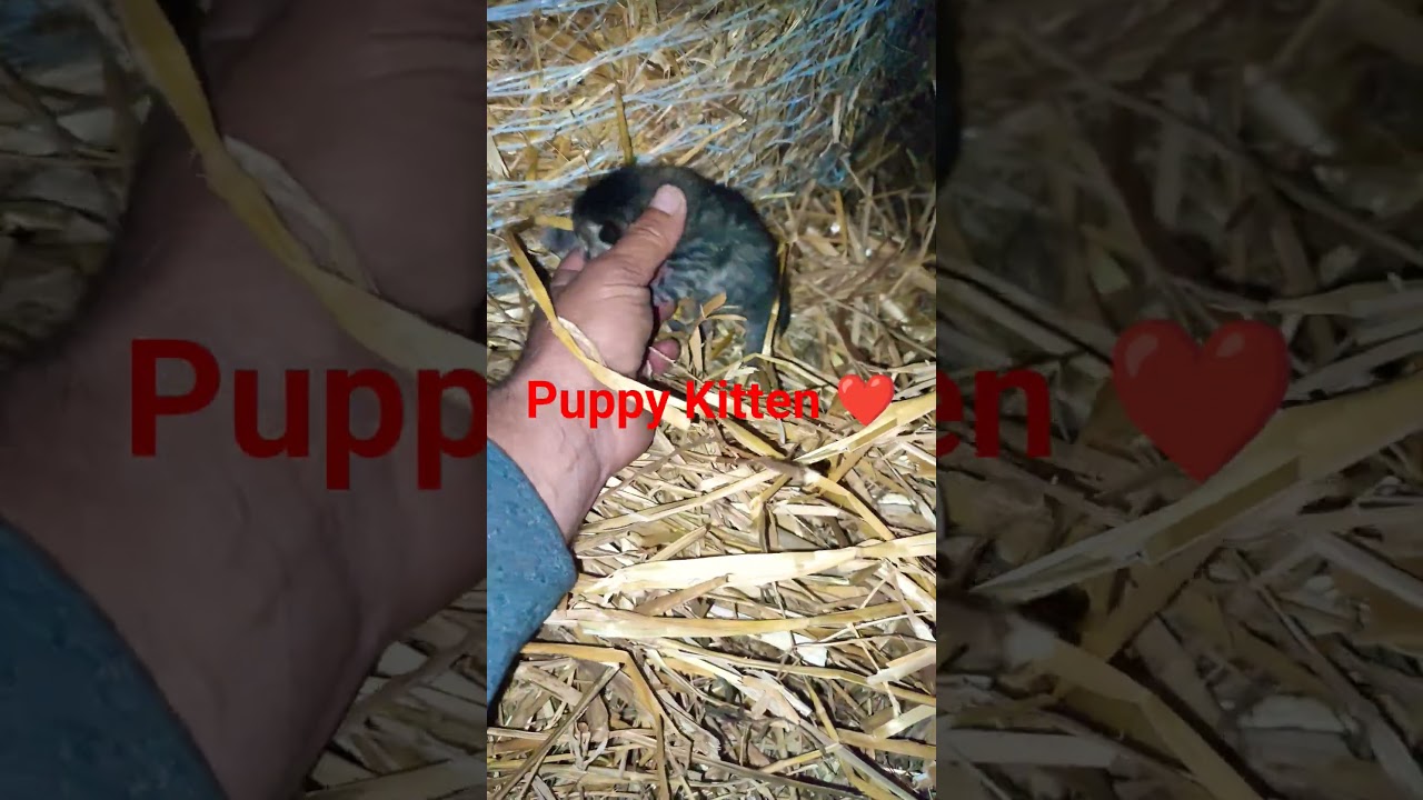 Micro ²5❤️#baby #kitten🥹 #cat #cat#dog#love@naxBiggio74MEF3