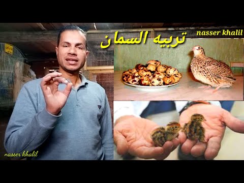 , title : 'تربيه السمان اهم الخطوات (1) كيف تحقق دخل شهري 4500جنيه برأس مال 1200جنيه فقط'