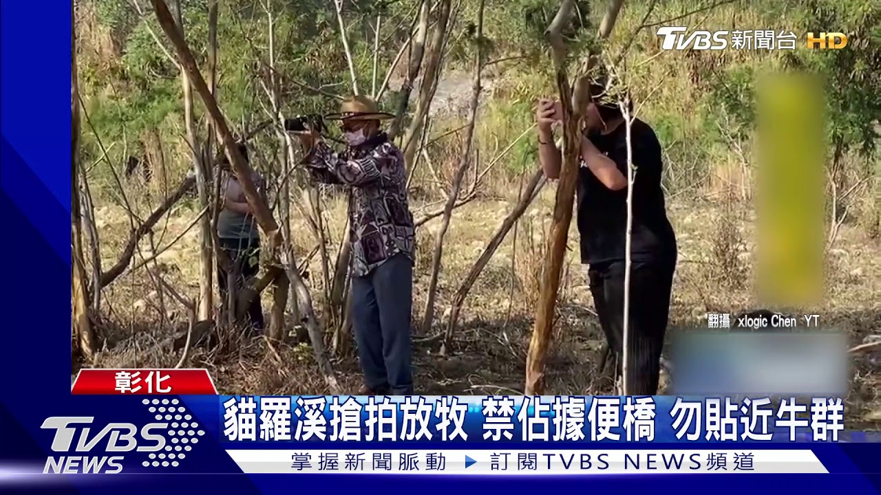 貓羅溪搶拍放牧　禁佔據便橋勿貼近牛群