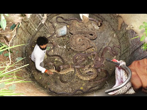 दुनिया का सबसे खतरनाक रेस्क्यू, कुएं में जहरीले सांपों से भरा ये मंजर देखकर क्या किया!😱Snake Rescue