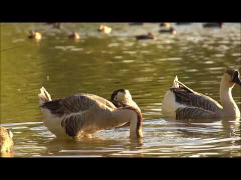 [CLASSICAL MUSIC] - 'Valse no. 1, Op. 83' by Auguste Durand
