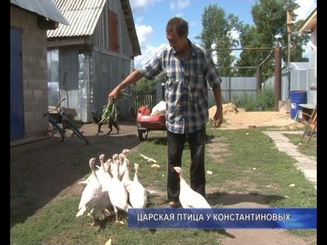 Царская птица.