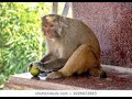 Funny Monkey Videos Monkey Funny Video Monkey Funny Funny Videos Raj Jamwal Shorts