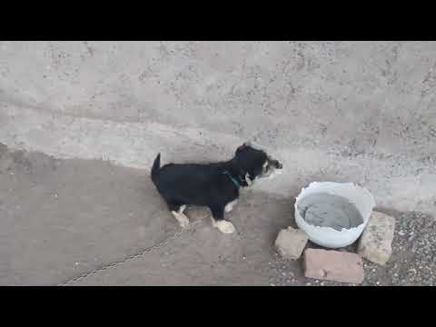 🐶A beautiful day with a beautiful dog🦴