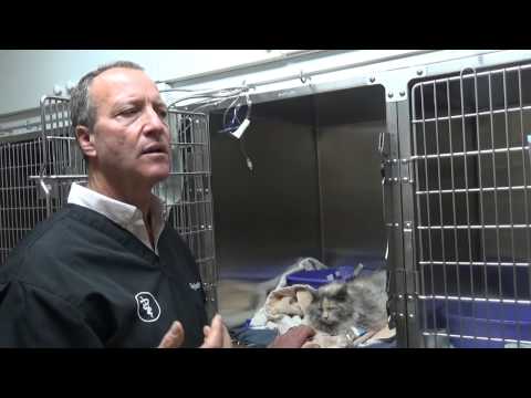 YouTube video about: How much honey to give hypoglycemic cat?