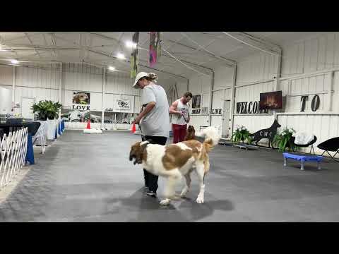 Leo & Sandler- Board and Train Program (Justin)