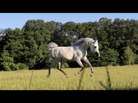 ⚜️ EMOCJANA ⚜️⁣ (Lawrence El Gazal x Emocja, by Monogramm)⁣, 2022 SUMMER SALE