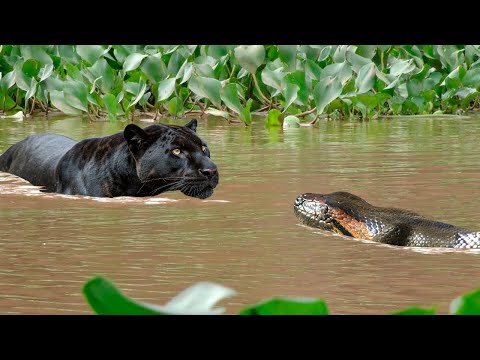A BLACK JAGUAR KILLS AN ANACONE WITHOUT MERCY! Check it out! A DOCUMENTARY ABOUT WILD ANIMALS NATURE