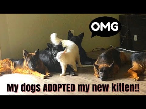 Introducing A New kitten To My Pack!