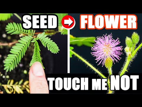 Growing Sensitive Shame Plant Time Lapse (Seed to Flower in 120 Days)