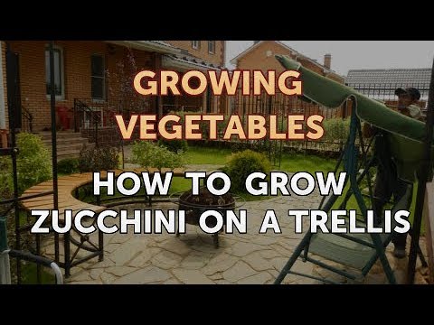 When to Pick Hungarian Hot Wax Peppers