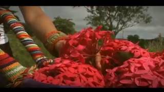 Champeta Rosa Lyrics English Translation