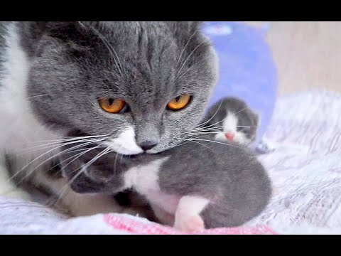 Newborn Kittens Meowing | 7 days after birth