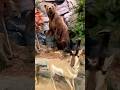 Cabela S Store Tour Shorts Shortfeed Cabelas Youtubeshorts Ytshorts Bigdawg