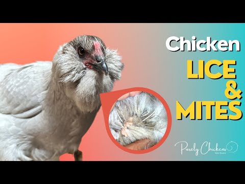 , title : 'Chicken Mites and Lice'