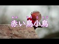 童謡 Japanese Song 赤い鳥小鳥 Akaitori Kotori