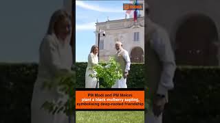 PM Modi and PM Meloni plant a black mulberry sapling, symbolising deep-rooted friendship