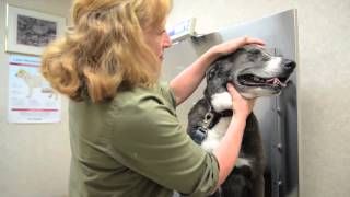 preview picture of video 'Kindness Animal Hospital - Short | Port St Lucie, FL'