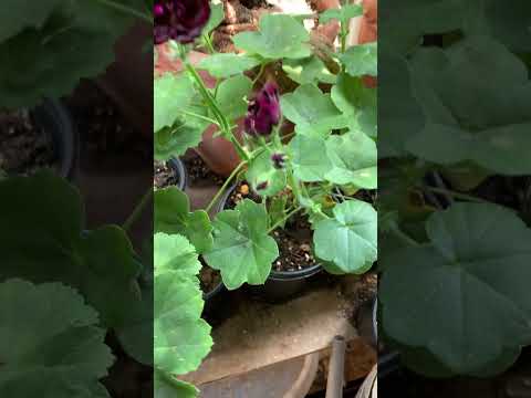 美しいアイビーゼラニウムを育ててみませんか？ケチってはいけないことは何ですか？  庭園