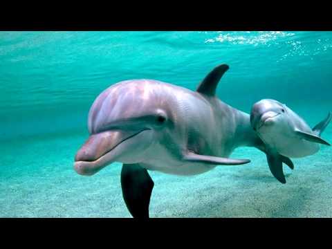 Интересные факты - Дельфины