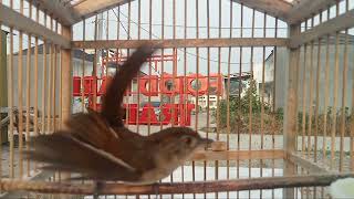 Download lagu wergan Jawa Flamboyan gacor nyerecet sambung nyiul nyuling mp3