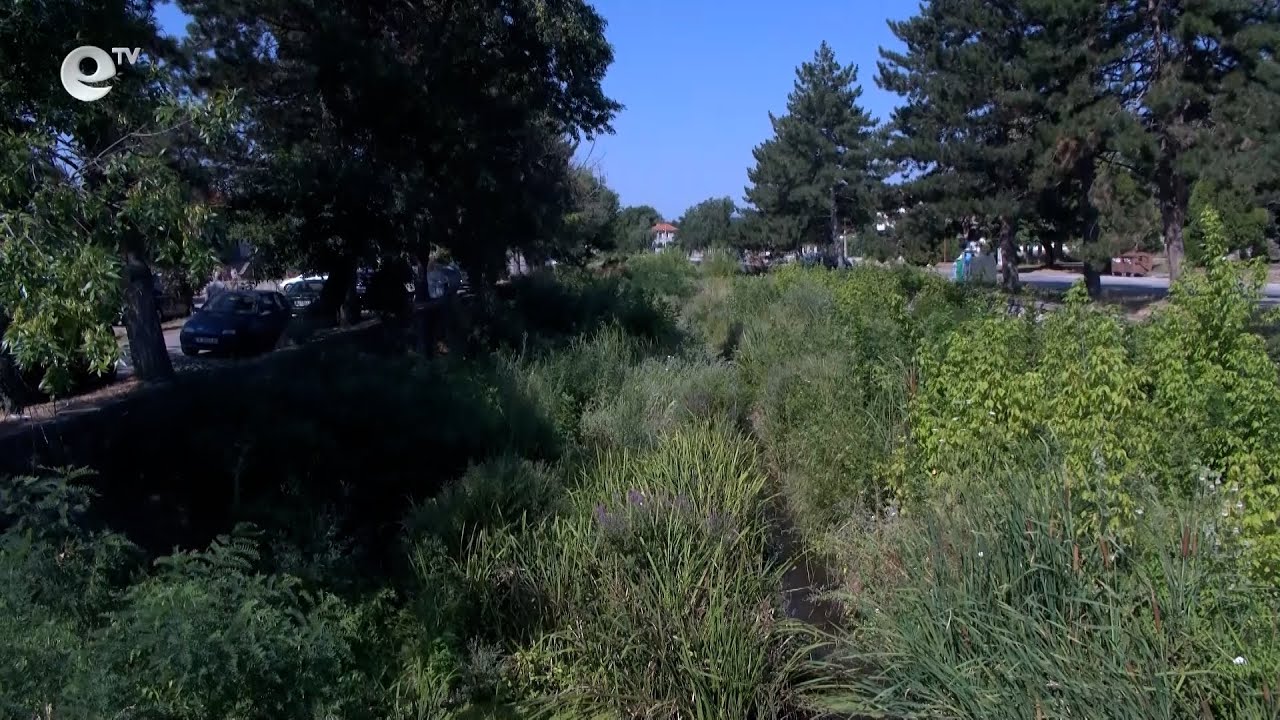 Коритото на реката в хасковското село Книжовник е обрасло с буйна растителност