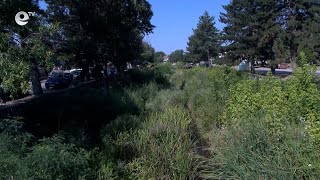 Коритото на реката в хасковското село Книжовник е обрасло с буйна растителност