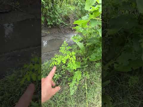 The Power Of Creating Micro Climates #food401k #permaculturedesign