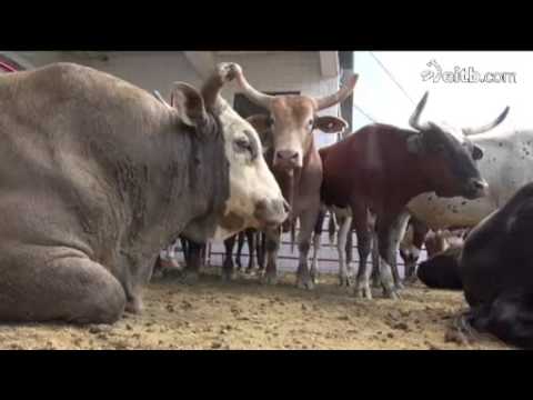 Encierros de San Fermin en Estados Unidos