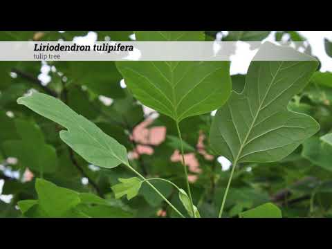 tulip tree (Liriodendron tulipifera)