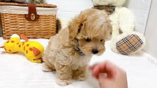 ハーフ犬の動画01