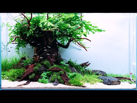 , title : 'ZEN-SCAPING WITH VIKTOR: A 60P PLANTED TANK WITH A TREE - AQUASCAPING TUTORIAL'
