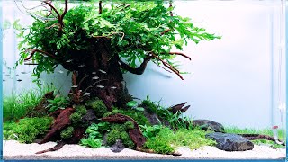 ZEN-SCAPING WITH VIKTOR: A 60P PLANTED TANK WITH A