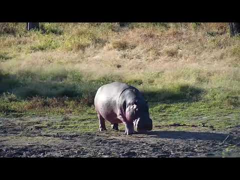 Djuma: Hippo returning from out feeding - 15:27 - 05/28/20