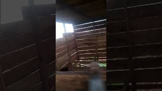 Download lagu raja rimba Riau raja nya walet mp3