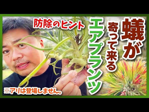 アリチダエについて詳しく解説