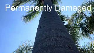 QUEEN PALM. Don’t do this!